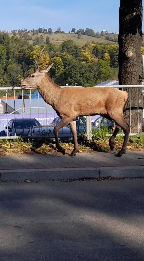 Twoj Giewont Zakopane * Kościelisko